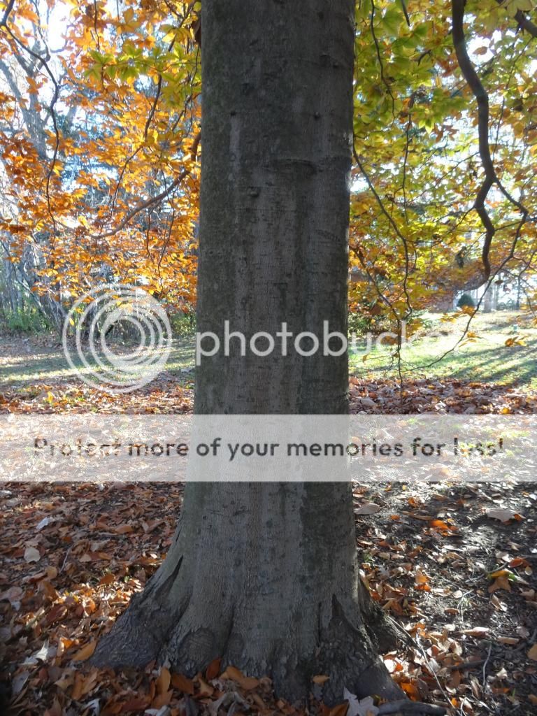 photo Fagusgrandifolia6_zpscd973ec7.jpg